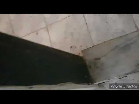 Quer Ter Esse Resutado...Matando Baratas Francesinhas