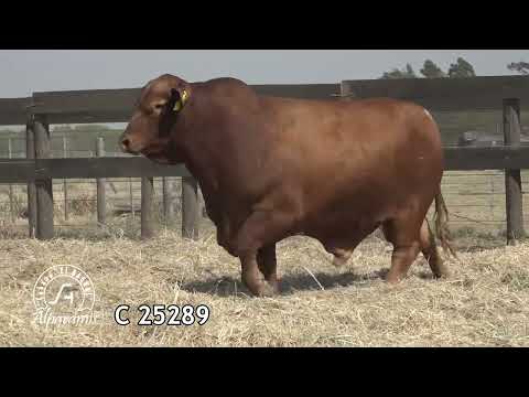 LOTE 59 El Bagual C 25289