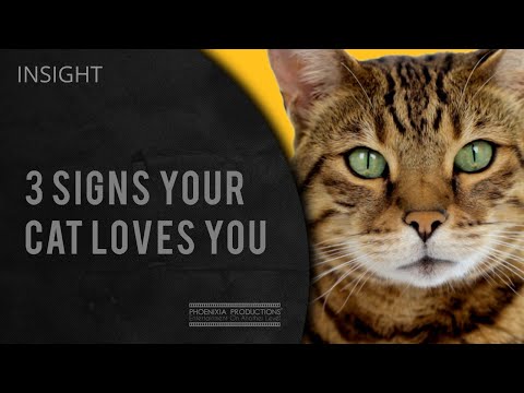 3 Signs Your Cat Loves You | Insight