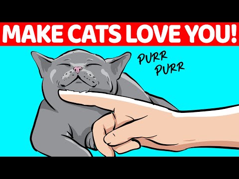 10 Scientific Ways To Make Your Cat Trust You