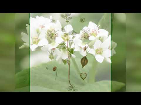 PROIZVODNJA HELJDE - STEVANOVIĆ - BATKUŠA