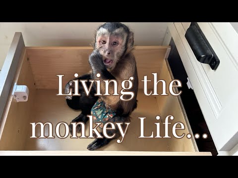 Just monkeying around on a rainy Saturday🩵#monkey #family