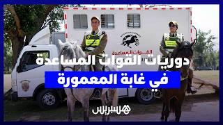 لأول مرة بغابة المعمورة… دوريات للقوات المساعدة بالخيول والدراجات الرباعية لتعزيز الأمن thumbnail