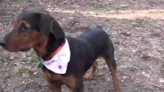 preview picture of video 'Pet of the Week: Bear [Rottweiler/Airedale terrier mix]'