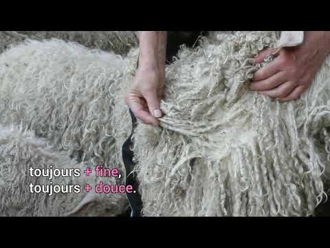 Transformation mohair de nos chèvres thumbnail