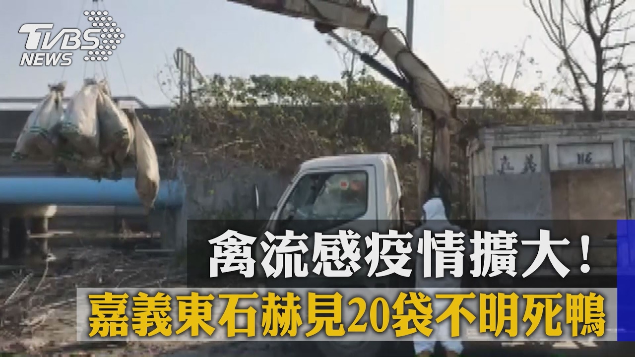 禽流感疫情擴大！嘉義東石赫見20袋不明死鴨