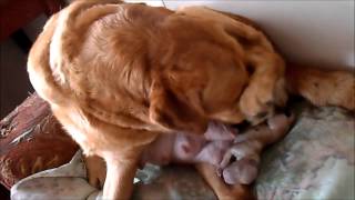 Zoe delivering her puppies