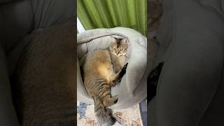 あまえんぼ乱入 #shorts