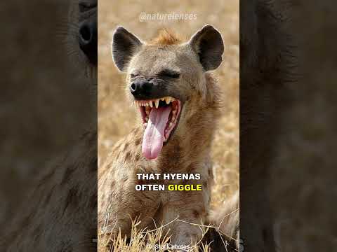 Why Do Hyenas Laugh?