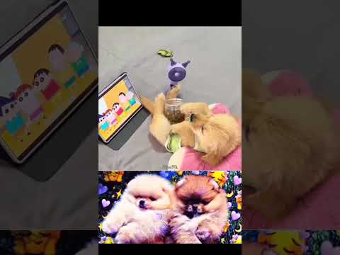 Dog cute video #dog #funnyvideo #animals #nivenk