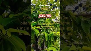 Download lagu Diana - Koes Plus #shorts #nostalgia #lagu #tembang #kenangan @Radiojaddoels mp3 Download lagu Diana - Koes Plus #shorts #nostalgia #lagu #tembang #kenangan @Radiojaddoels mp3