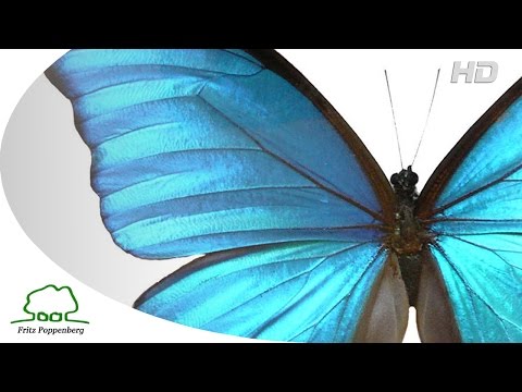 METAMORPHOSE - Offizieller Trailer - deutsch