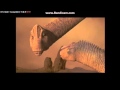 Disney S DINOSAUR TV Spot Kids Fun