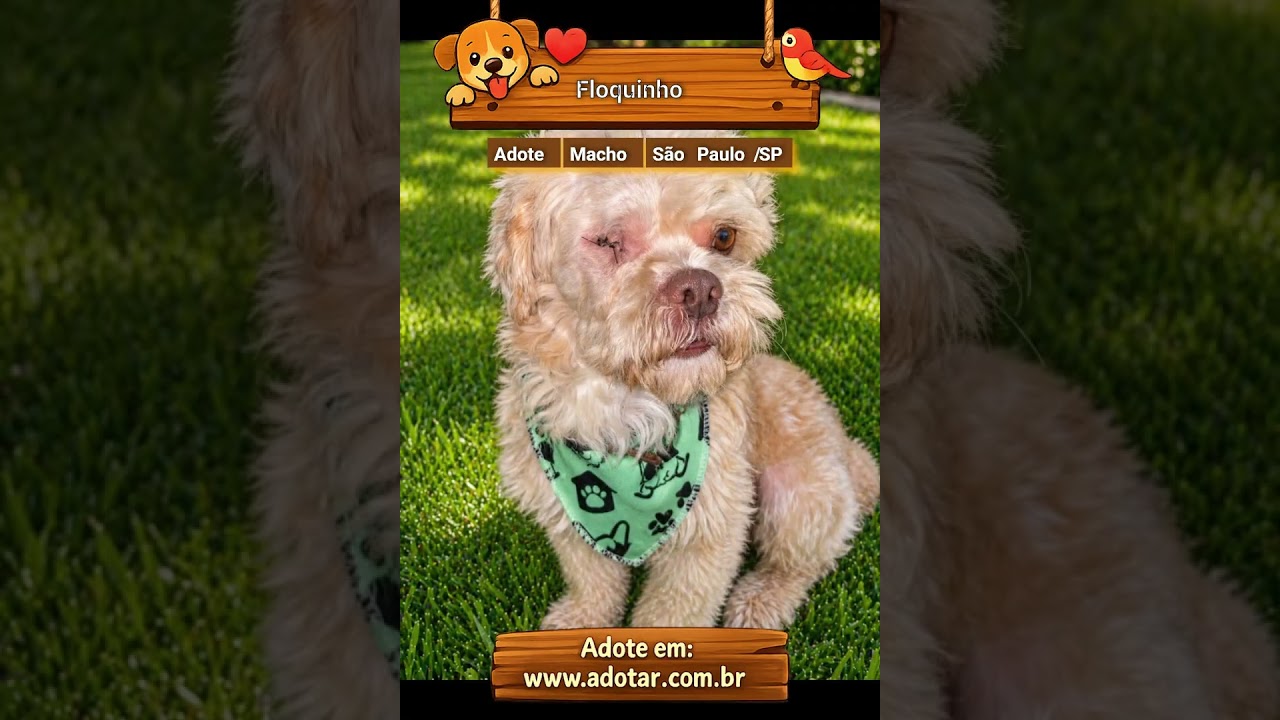 Cachorro raça SRD-ViraLata idade 3 anos nome Floquinho 