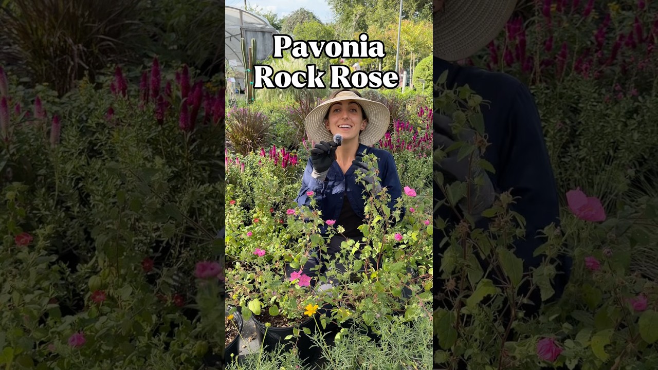 Pink and red Rock Rose Pavonia blooms in Texas garden