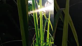 Download lagu story wa pagi hari | story wa 30 detik | story wa aesthetic| cinematic pagi hari #shortvideo mp3