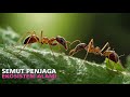 Semut Rangrang Arsitek Hutan Tropis Penjaga Ekosistem Dokumenter Alam Liar Indonesia