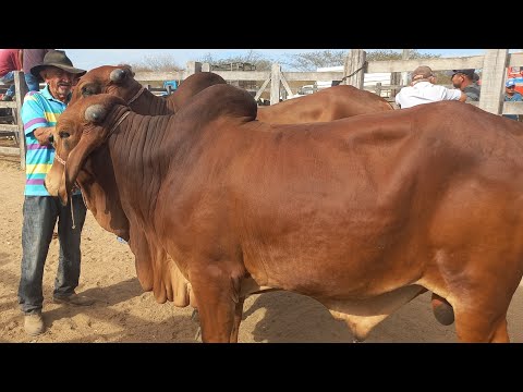 Feira de gado. Só as pareias de boi em Dois Riachos Alagoas 21/01/26#nordeste