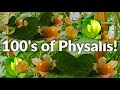 HowTo Get Hundreds Of Physalis Berries Every Year Without Replanting Golden Berries Perennials