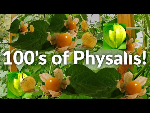 YouTube video about: Can dogs have golden berries?