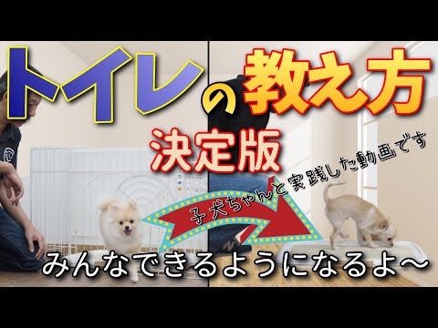 犬に路上での排泄を教える方法