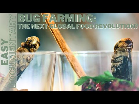 Bug Farming: The Next Global Food Revolution?  - Full Documentary