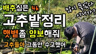 [4k] 배추심은 고추밭 마무리 / 고추들아 그동안 수고했어 / 햇살은 배추에게 양보해줘