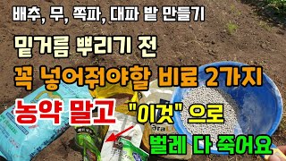 김장배추 무 쪽파 대파밭 만들기 밑거름 뿌리기 전 꼭 넣어줘야할 비료 2가지 농약 말고 토양살충제 이것으로 …