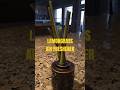 Lemongrass Hack Your Entire Home Smells Different #shorts #diy #aesthetic