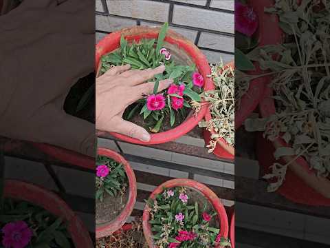 How to Save Your Dianthus Plant over Summers! #gardening #dianthus #flowers #summergardening
