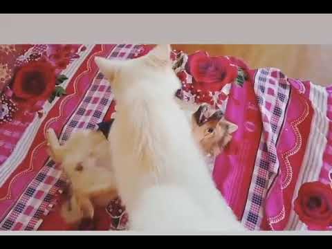 Piku to Coco Love you baby😘