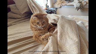 Funny Helpful Jack The Cat Loves Make the Bed Playtime
