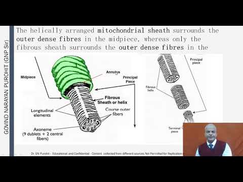Semen and its composition in male domestic animals I Veterinary Andrology I VGO Unit3 I GNP Sir