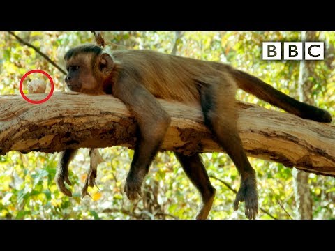 Malpě se nedaří rozlousknout ořech