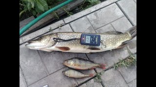 Рубцовск рыбалка на чашечке