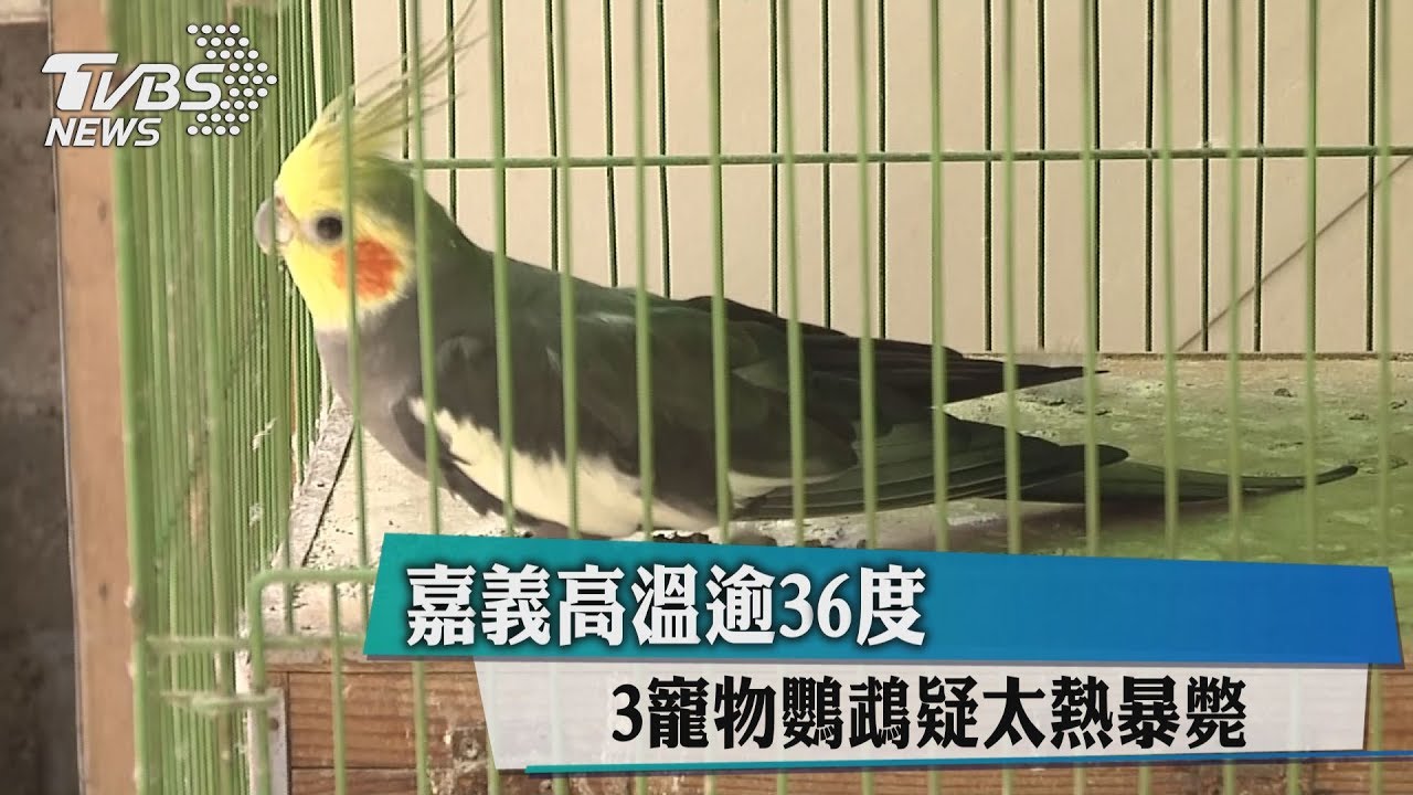 嘉義高溫逾36度　3寵物鸚鵡疑太熱暴斃