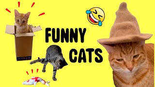 Funny Videos - Cat TV Purr-Purr