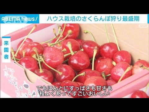 さくらんぼ: さくらんぼは実際どれくらい健康なの? 3つの神話の事実確認