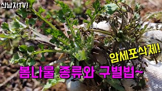 암세포를 억제하는 봄나물 구별 방법~효능 지칭개 민들레 달래 머위 돌나물(돈나물) 냉이 산남자 산행 항암 약…