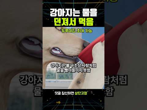 강아지는 물을 던져서 먹음
