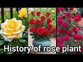 Blooming Through Time The History Of The Rose Flower