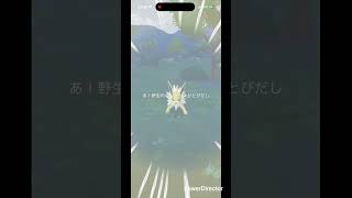 小サンダース #pokemon #pokemongo #ポケgo #ポケモン #pokémon #ポケモンgo