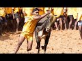 Jallikattu Ayyampatti Jallikattu Jallikattu Status Alanganallur Jallikattu Theni Jallikattu