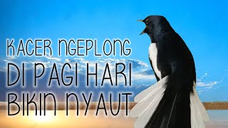 Download lagu NGEPLONG NYAUT GACOR PAGI TERAPI KACER NGEPLONG BU... mp3