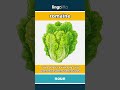 romaine (noun) - definition and usage in English