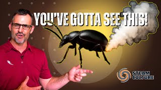 The Bombardier Beetle’s Steam-Powered Butt Blasts – Steam Culture