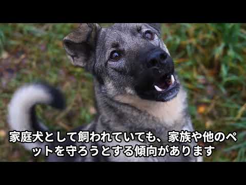 ボーダーコリー 600.jpg