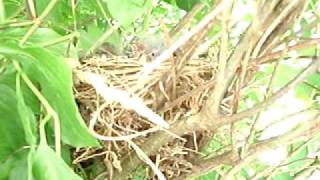 preview picture of video 'birds nest in protected park village Hucin'