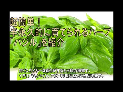 バジルを上手に育てるには？大きく青々とした葉を作るためのプロのヒント  庭園