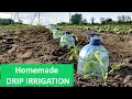 Simple Quick Drip Irrigation System For Growing Tomatoes